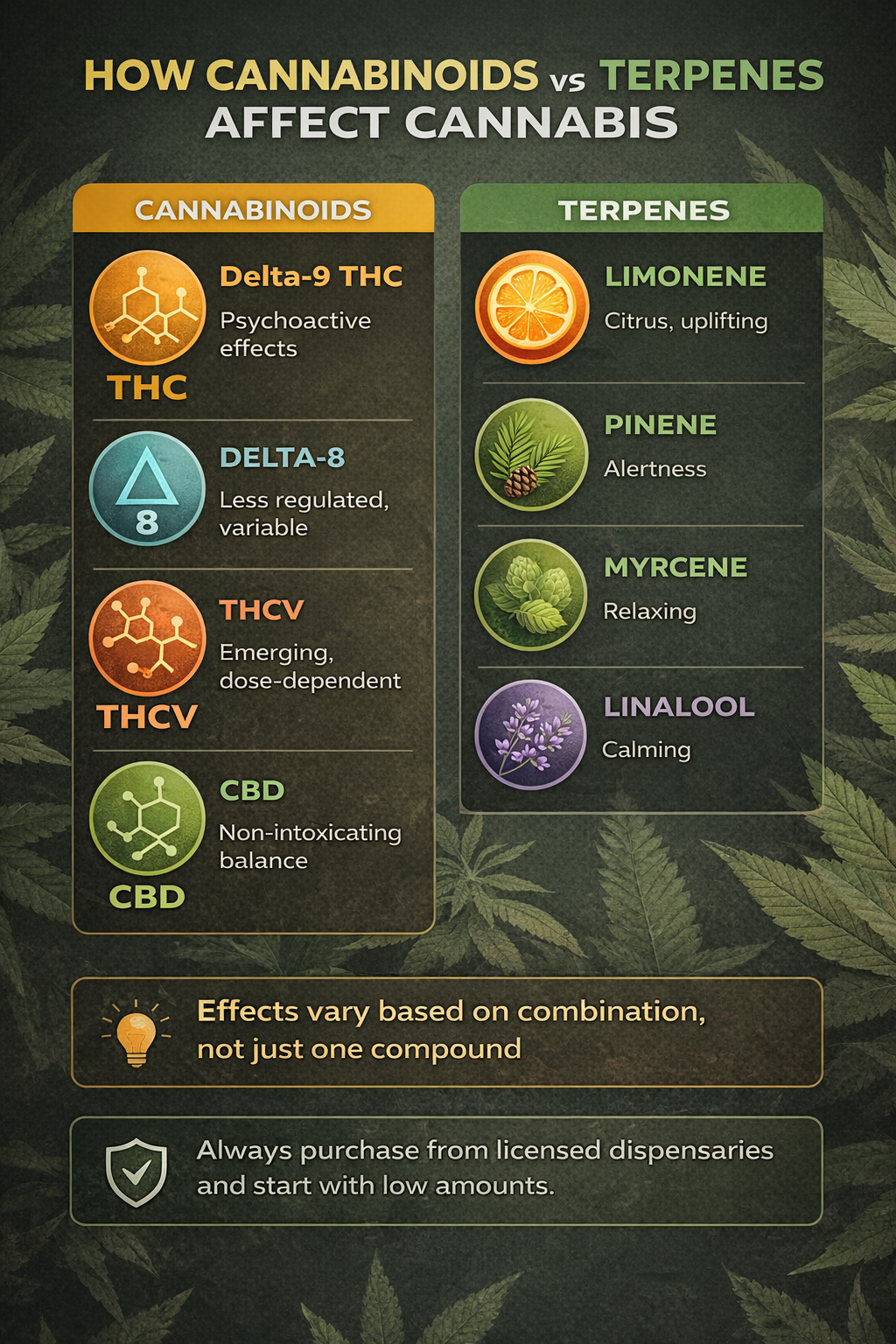 Infographic explaining cannabinoids and terpenes and how they affect cannabis effects
