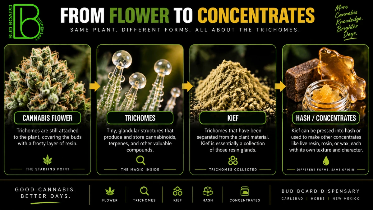 Cannabis flower to concentrates infographic showing flower, trichomes, kief, hash and cannabis concentrates